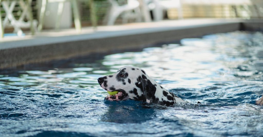 découvrez nos revêtements de piscine de haute qualité pour une durabilité et une esthétique irréprochables. protégez votre piscine tout en ajoutant une touche de style à votre espace extérieur.