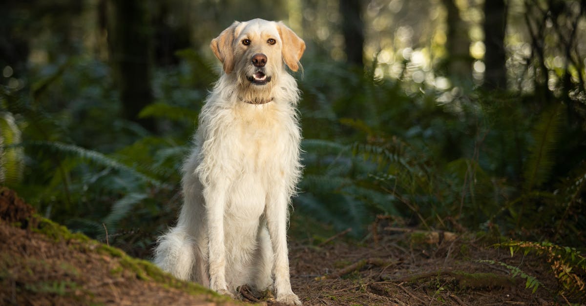 découvrez des revêtements écologiques qui allient performance et respect de l'environnement. idéaux pour vos projets de construction et de rénovation, ces solutions durables garantissent une protection efficace tout en minimisant l'impact écologique.
