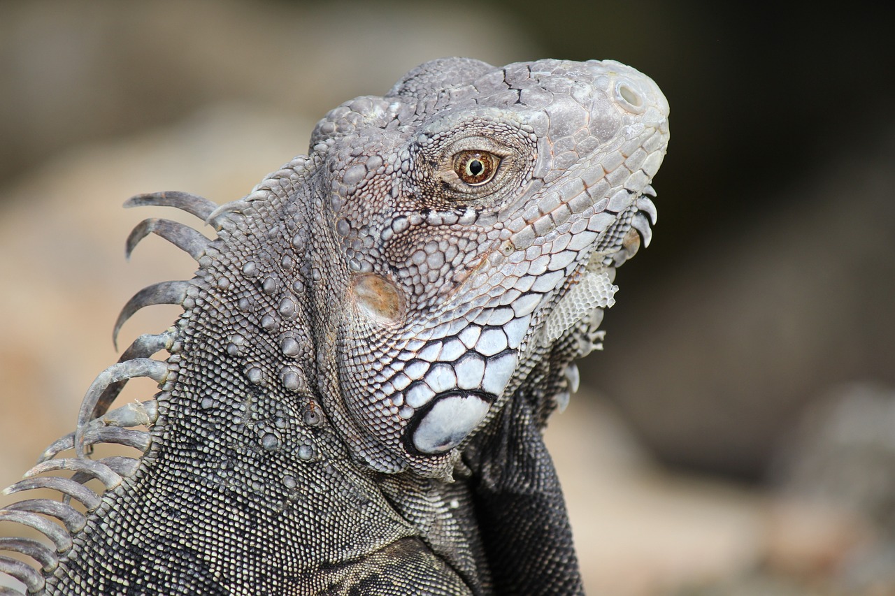 découvrez les merveilles des antilles, un archipel paradisiaque riche en culture, plages de sable blanc et paysages à couper le souffle. explorez les traditions locales, la gastronomie envoûtante et les activités nautiques au cœur de ce coin de paradis.