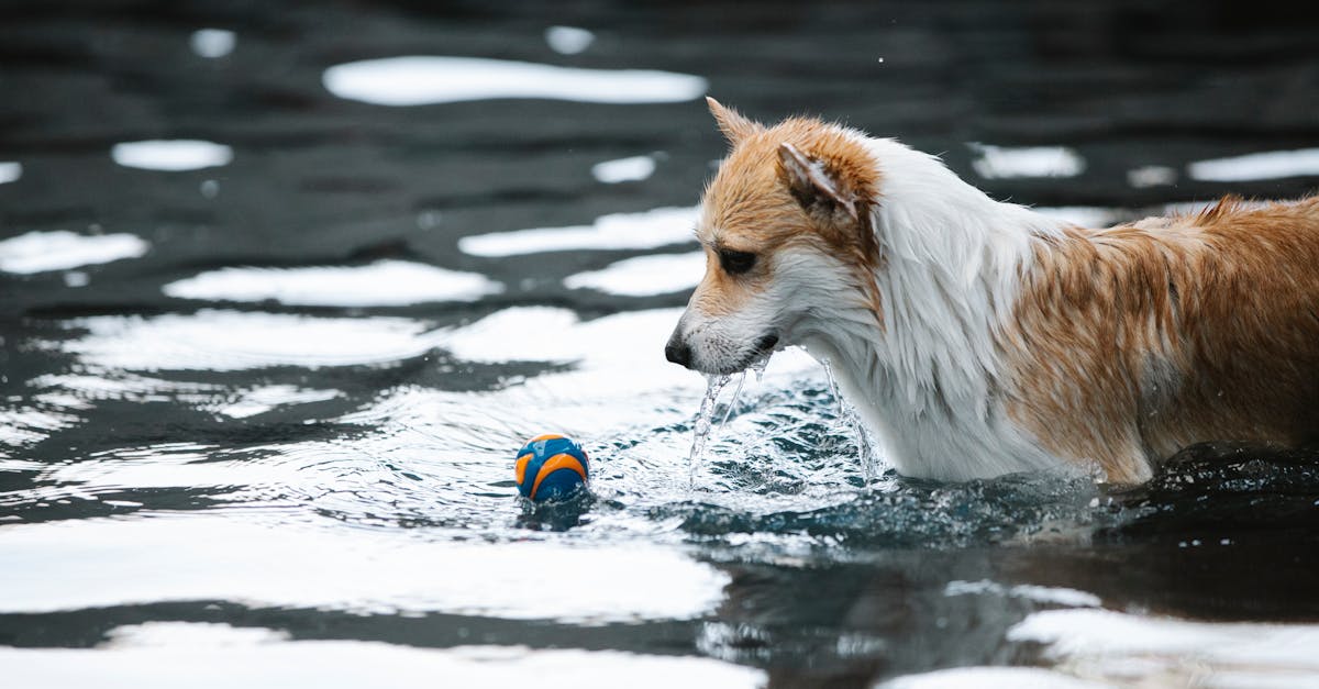 découvrez nos revêtements de piscine de haute qualité, conçus pour offrir durabilité, protection et esthétique. transformez votre espace extérieur avec des solutions innovantes qui protègent votre piscine tout en améliorant son apparence.