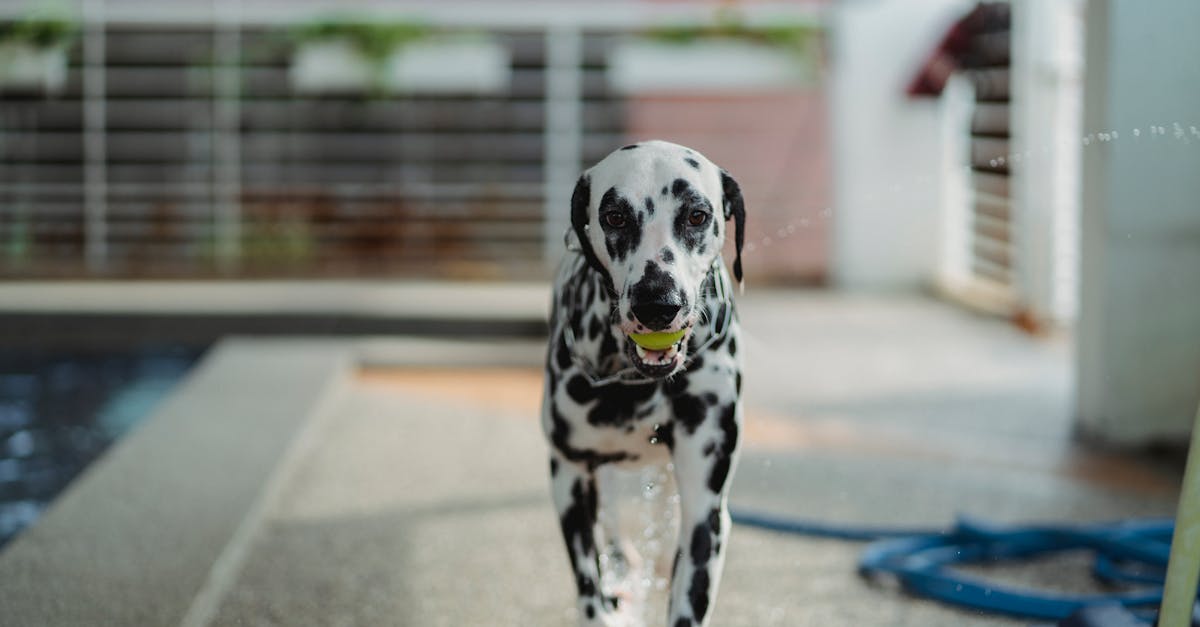découvrez nos revêtements de piscine de haute qualité, conçus pour améliorer l'apparence et la durabilité de votre piscine. protégez votre investissement tout en offrant un environnement agréable pour vos baignades. explorez nos options de couleurs et de textures pour personnaliser votre espace aquatique.
