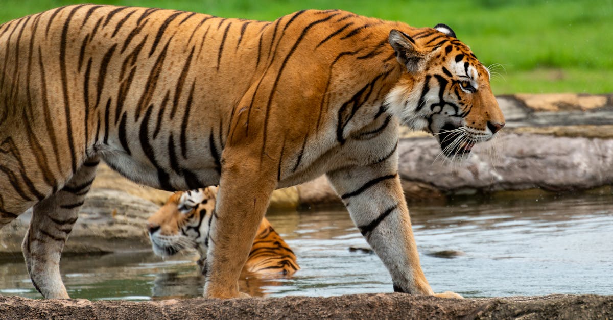 découvrez nos revêtements pour piscines, conçus pour améliorer l'esthétique et la durabilité de votre espace aquatique. offrez à votre piscine une protection optimale contre les aléas du temps, tout en garantissant un entretien facile et un confort de baignade inégalé.