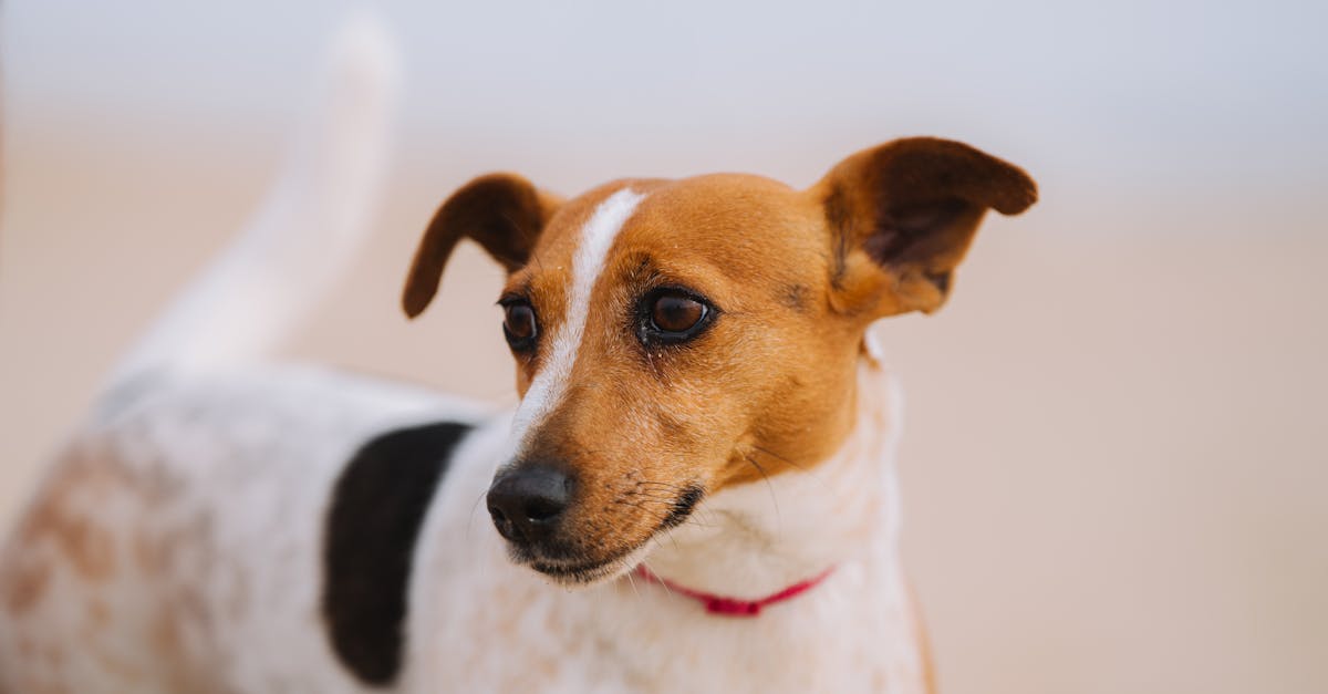 découvrez notre gamme de revêtements résistants aux uv, conçus pour protéger vos surfaces des dommages causés par le soleil. idéaux pour un usage intérieur et extérieur, ces coatings garantissent une durabilité accrue et une esthétique préservée. protégez vos investissements avec nos solutions innovantes et performantes.