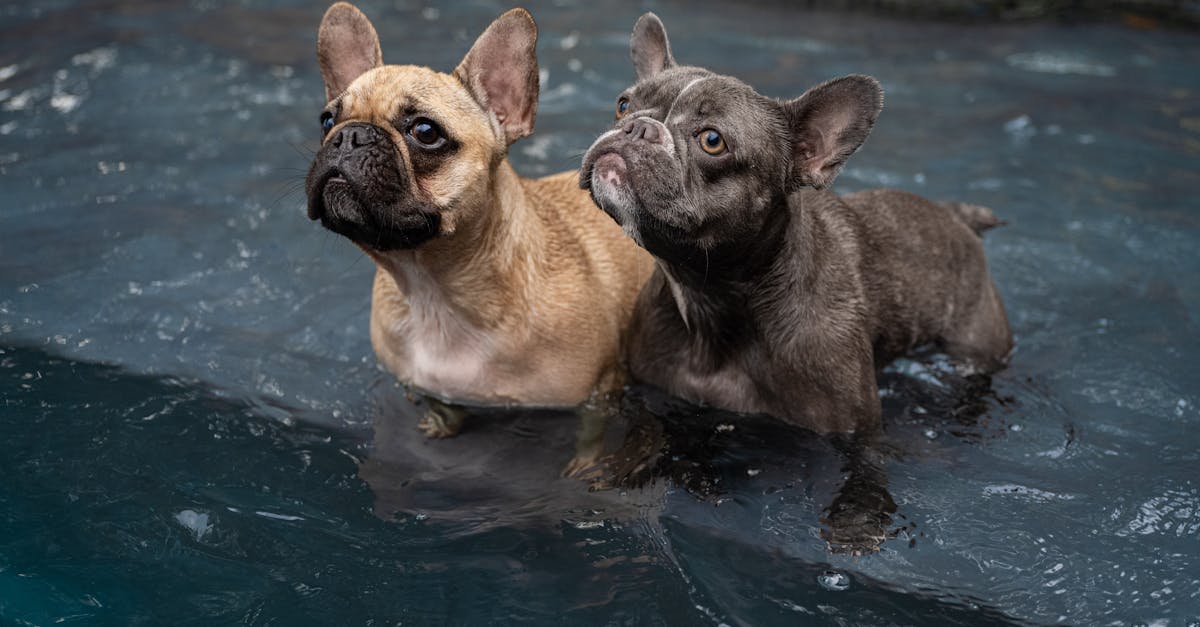 découvrez notre gamme de revêtements pour piscines, alliant esthétique et fonctionnalité. protégez votre bassin tout en lui donnant un aspect élégant grâce à nos solutions durables et faciles à entretenir.