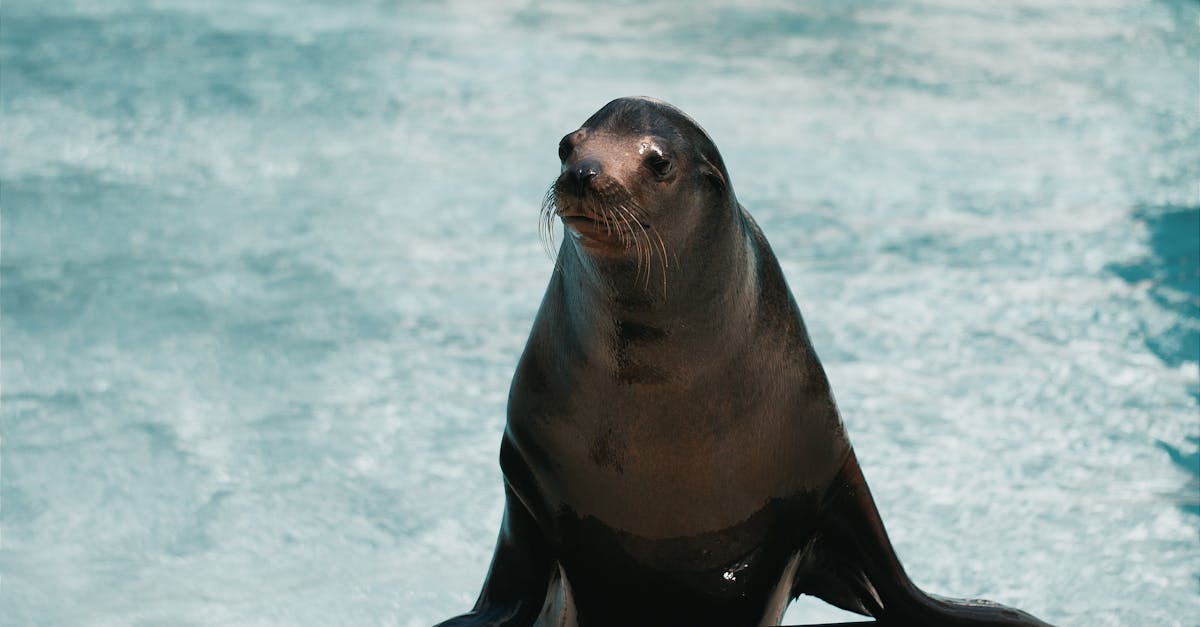 découvrez nos solutions de revêtement de piscine pour améliorer l'esthétique et la durabilité de votre espace aquatique. optez pour des matériaux de qualité qui protègent votre piscine tout en ajoutant une touche moderne à votre extérieur.