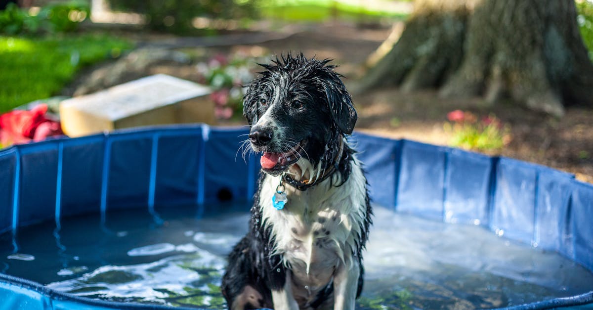 découvrez notre revêtement de piscine, une solution durable et esthétique pour protéger et embellir votre espace aquatique. offrez à votre piscine une finition de qualité supérieure qui résiste aux intempéries et aux produits chimiques tout en garantissant une surface lisse et agréable.